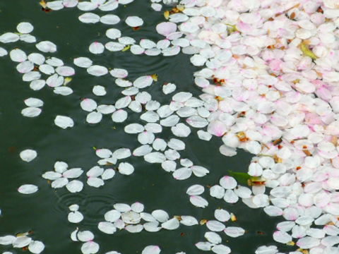 tessuto celeste di cotone giapponese, motivi sakura, fiori di ciliegio